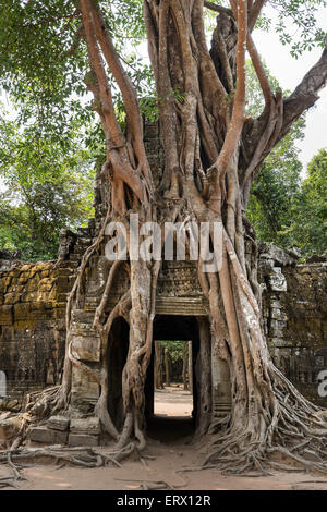 Wurzeln von einer Würgefeige (Ficus Altissima) Wicklung um ein Gopuram, Ta Som Tempel, Angkor, Provinz Siem Reap, Kambodscha Stockfoto