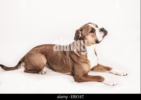 Continental Bulldog liegend Stockfoto