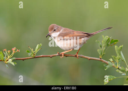 Gemeinsame Whitethroat (Sylvia Communis), weibliche mit Caterpillar, Bislicher Insel, North Rhine-Westphalia, Deutschland Stockfoto