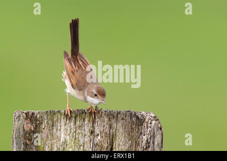 Gemeinsame Whitethroat (Sylvia Communis), weibliche auf Zaun post, Bislicher Insel, North Rhine-Westphalia, Deutschland Stockfoto