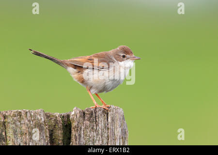 Gemeinsame Whitethroat (Sylvia Communis), weibliche auf Zaun post, Bislicher Insel, North Rhine-Westphalia, Deutschland Stockfoto