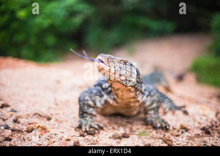 Überwachen Sie Minneriya Nationalpark Echse flicking ihre Zunge, zentrale Provinz von Sri Lanka, Asien Stockfoto