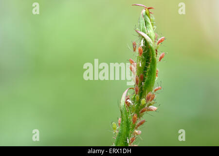 Rose Blattläuse (Macrosiphum Rosae), Kolonie, Schädling auf dem Stamm einer Rose (Rosa) Stockfoto