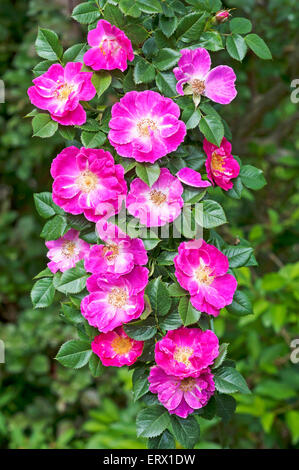 Blumen auf einem Ast eines rosa Wildrose (Rosa SP.), Bayern, Deutschland Stockfoto