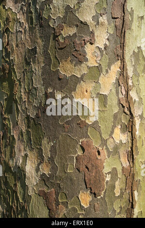 Rinde von einer Platane (Platanus SP.), Baden-Württemberg, Deutschland Stockfoto