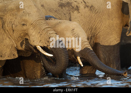 Afrikanischer Elefant (Loxodonta Africana), Kuh und Kalb trinken im Chobe Fluss, fotografiert von einem Boot, Chobe-Nationalpark Stockfoto