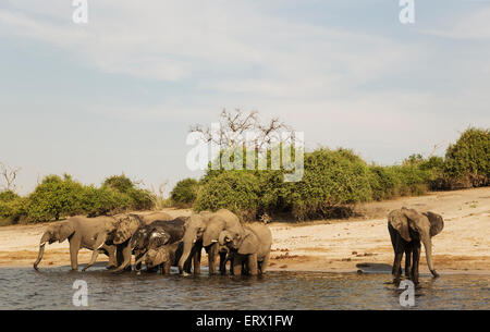 Afrikanischer Elefant (Loxodonta Africana), Zucht, Herde trinken am Ufer des Chobe Flusses, fotografiert von einem Boot Stockfoto