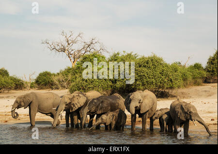 Afrikanischer Elefant (Loxodonta Africana), Zucht, Herde trinken am Ufer des Chobe Flusses, fotografiert von einem Boot Stockfoto