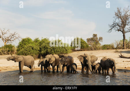 Afrikanischer Elefant (Loxodonta Africana), Zucht, Herde trinken am Ufer des Chobe Flusses, fotografiert von einem Boot Stockfoto