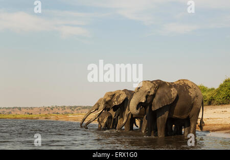 Afrikanischer Elefant (Loxodonta Africana), Zucht, Herde trinken am Ufer des Chobe Flusses, fotografiert von einem Boot Stockfoto