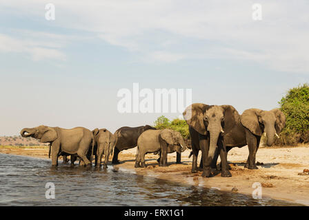 Afrikanischer Elefant (Loxodonta Africana), Zucht, Herde trinken am Ufer des Chobe Flusses, fotografiert von einem Boot Stockfoto