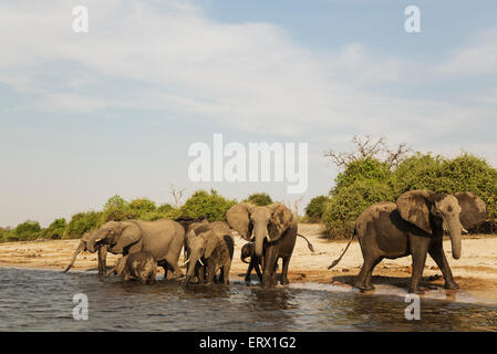 Afrikanischer Elefant (Loxodonta Africana), Zucht, Herde trinken am Ufer des Chobe Flusses, fotografiert von einem Boot Stockfoto