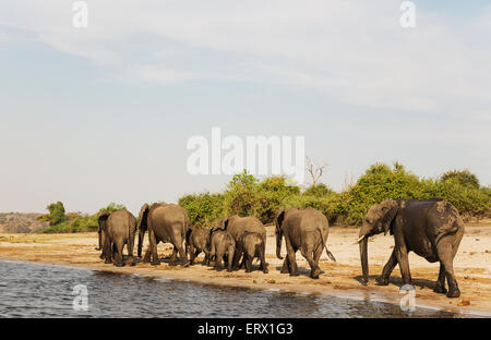 Afrikanischer Elefant (Loxodonta Africana), hat Zucht Herde am Ufer des Chobe Flusses, fotografiert von einem Boot getrunken Stockfoto