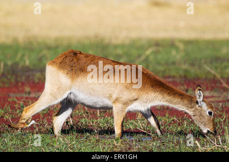 Roten Letschwe (Kobus Leche Leche), Weiblich, Fütterung in einem Süßwasser-Sumpf, gefolgt von einem afrikanischen Blatthühnchen (Actophilornis Africanus) Stockfoto