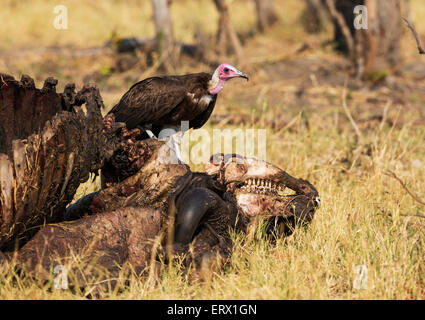 Mit Kapuze Geier (Necrosyrtes Monachus), bei der Kadaver eines Kaffernbüffel (Syncerus Caffer Caffer) Savuti, Chobe-Nationalpark Stockfoto