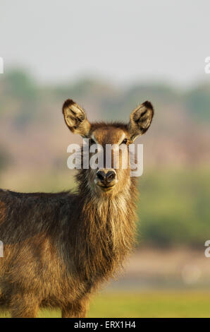 Gemeinsamen Wasserbock (Kobus Ellipsiprymnus), Kuh, Nahaufnahme, Chobe Nationalpark, Botswana Stockfoto