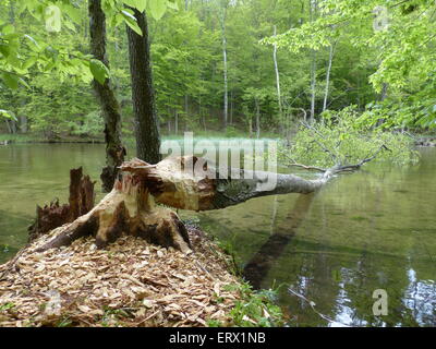 Baum gefällt durch ein Biber (Castor SP.), Masuren, Polen Stockfoto