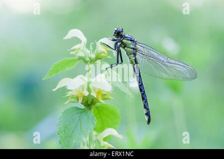 Gemeinsame Clubtail (Befestigung Vulgatissimus) auf gelben Erzengel (Lamium Galeobdolon), Masuren, Polen Stockfoto