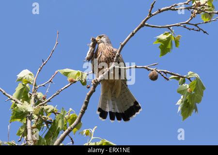 Turmfalken (Falco Tinnunculus) mit Gefangenen Wühlmaus (Microtus Arvalis), Hessen, Deutschland Stockfoto