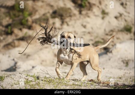 Amerikanischer Staffordshire-Terrier spielen Stockfoto