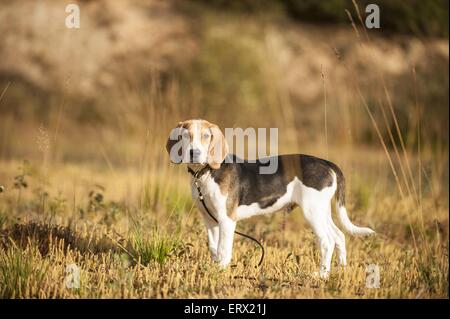 stehende Beagle Stockfoto