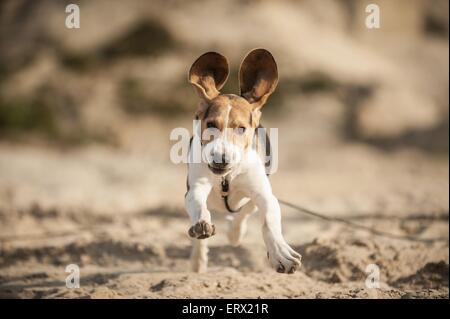 laufenden Beagle Stockfoto