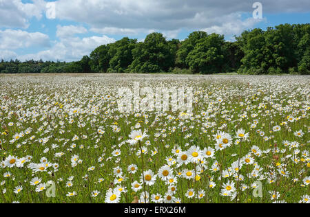 Gänseblümchen in Wildblumenwiese, Holkham, North Norfolk, england Stockfoto