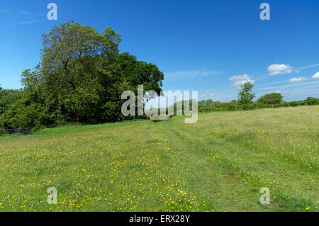 Iolo Morganwg Wanderweg, Wanderweg rund um die Stadt von Cowbridge, Vale of Glamorgan, South Wales, UK. Stockfoto