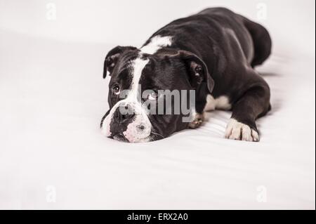 Continental Bulldog liegend Stockfoto