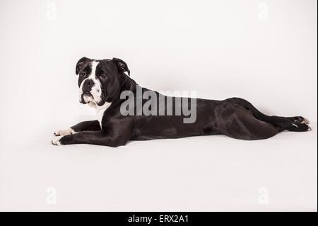 Continental Bulldog liegend Stockfoto