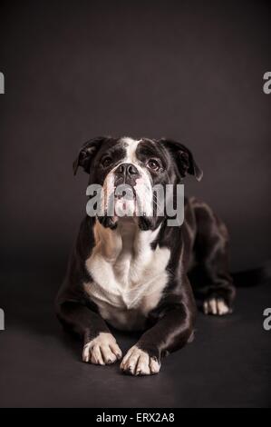 Continental Bulldog liegend Stockfoto