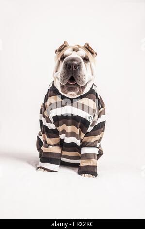 Shar-Pei sitzt Stockfoto