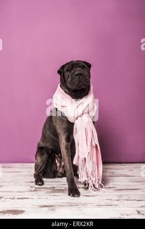 Shar-Pei sitzt Stockfoto