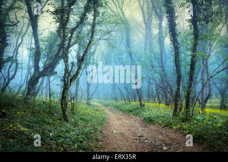 Geheimnisvolle Frühlingswald im Nebel mit Trail, grünem Rasen und Blumen. Morgen auf der Krim Stockfoto