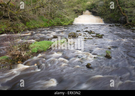 Cotter Force Wasserfall in den Yorkshire Dales, nach starkem Regen Stockfoto