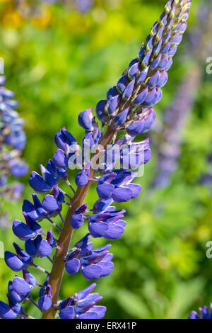Blaue Lupine (Lupinus Angustifolius); auch bekannt als schmale blätterte Lupin. Stockfoto