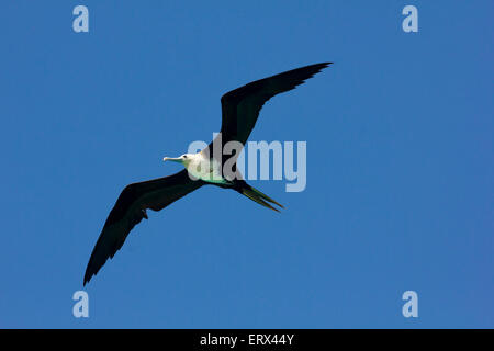 Full-Frame-Bild von einem herrlichen Fregattvogel auf der Flucht vor einem blauen Himmel. Stockfoto