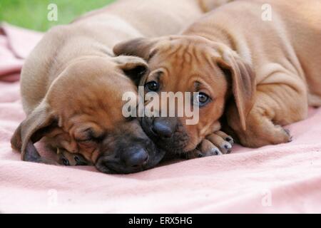 Rhodesian Ridgeback Welpen Stockfoto
