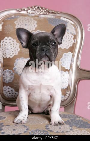 Französische Bulldogge auf Stuhl Stockfoto