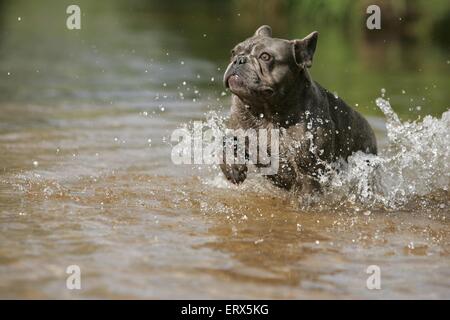 Französische Bulldogge Baden Stockfoto