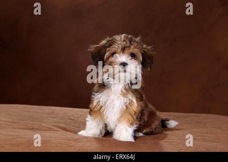 Havaneser Welpen Stockfoto