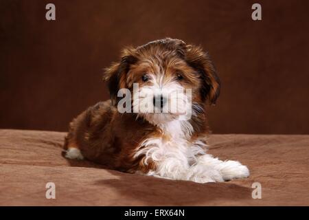 Havaneser Welpen Stockfoto