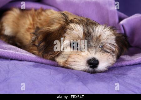 Havaneser Welpen Stockfoto