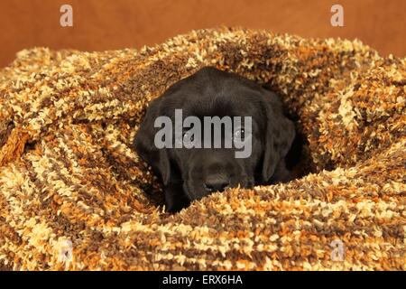 Labrador Retriever Welpen Stockfoto