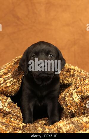 Labrador Retriever Welpen Stockfoto