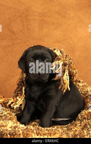 Labrador Retriever Welpen Stockfoto