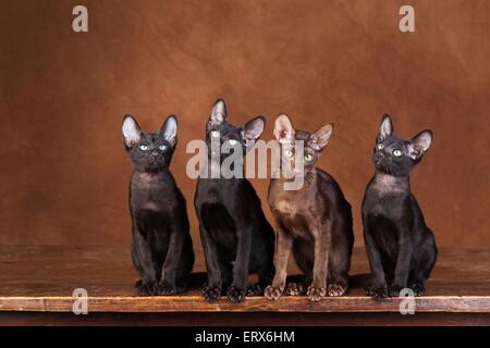 Orientalisch Kurzhaar Stockfoto