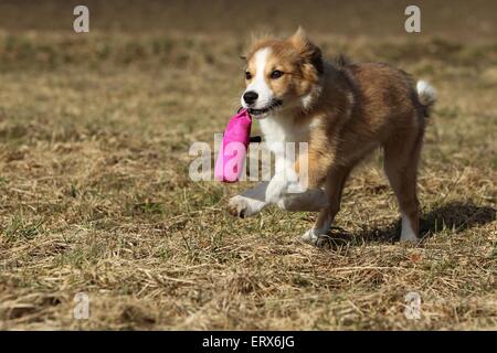 Border Collie Welpen spielen Stockfoto