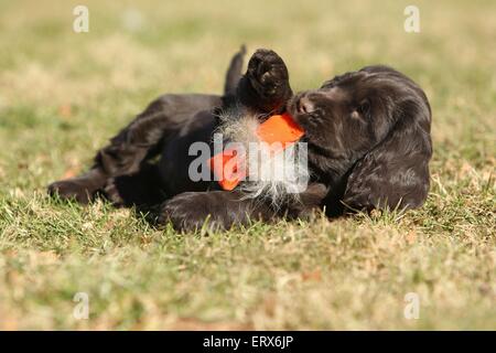 Englischer Cocker Spaniel Welpen Stockfoto