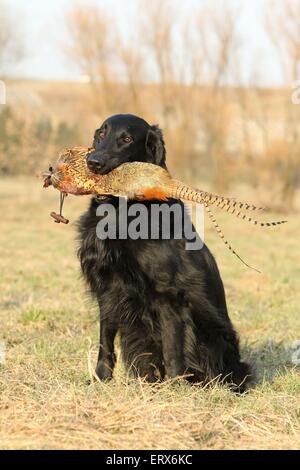 Abrufen von Flat Coated Retriever Stockfoto